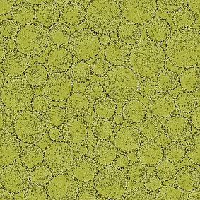  Enia Fever Ii Seeds 12081