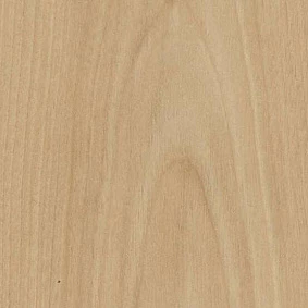  0008 Honey Beech